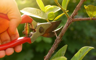 Shrub Pruning in Summer