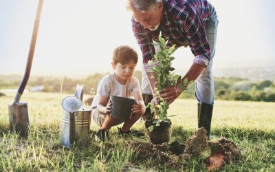 Aftercare for Newly Planted Trees