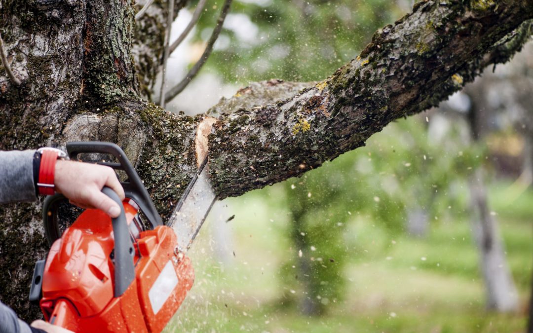 DO’S and DON’TS of Basic Tree Care