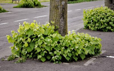 Dealing With Tree Suckers