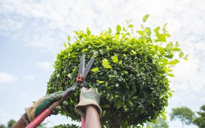 Pruning Basics for Trees and Shrubs