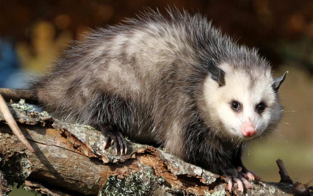 Signs of an Opossum Infestation in Your Home