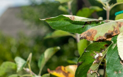 How To Fight A Tree Summer Issues