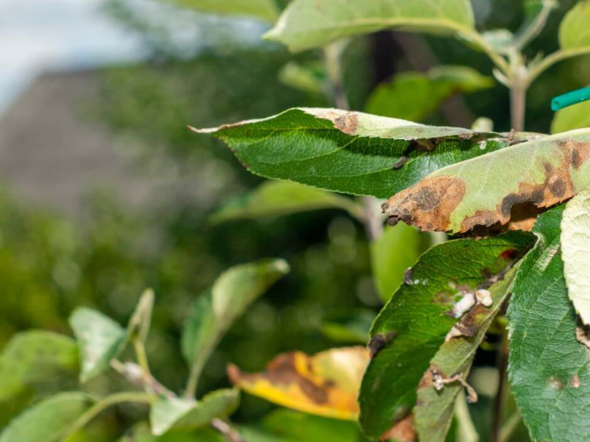 Top Tree Issue How To Fight A Tree Summer Issues - Sunshine Coast Arborist Tree Service
