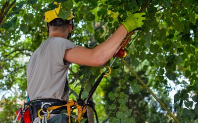 Tips On How To Starting A Career In Arboriculture