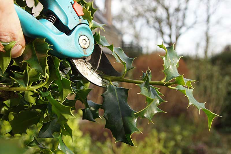 When is the Best Time to Transplant a Holly Tree?