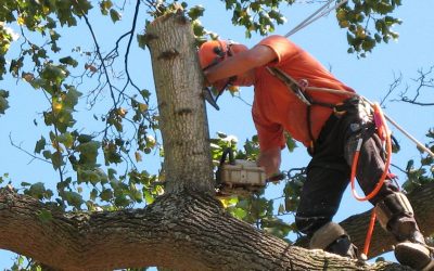 Why Tree Trimming is So Important – And Expensive