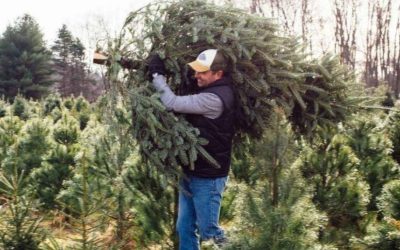 The Best Time to Transplant a Pine Tree