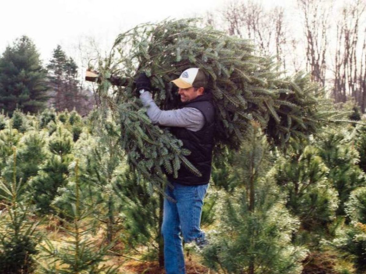 The Best Time To Transplant A Pine Tree