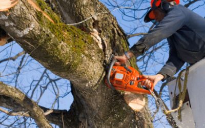 How to Grow a Fruit Tree in an Air Pruning Container