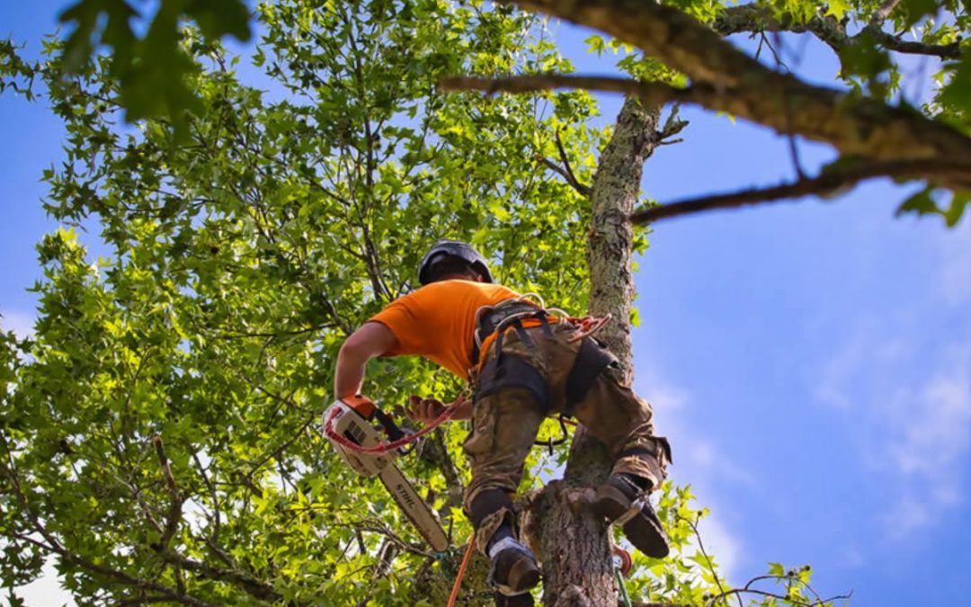 Why is Tree Trimming Important?