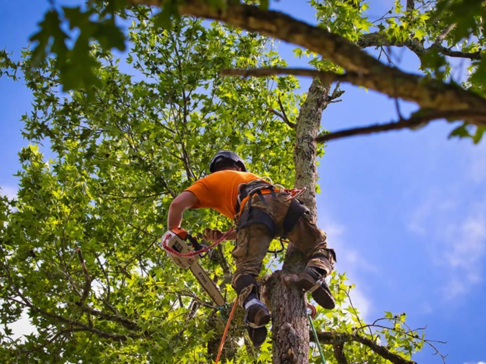 Why is Tree Trimming Important?