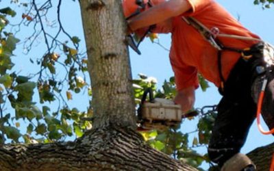 Factors an Arborist Should Consider When Pricing a Tree Job