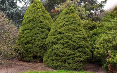 Why is My Dwarf Alberta Spruce Tree Turning Brown After Pruning?