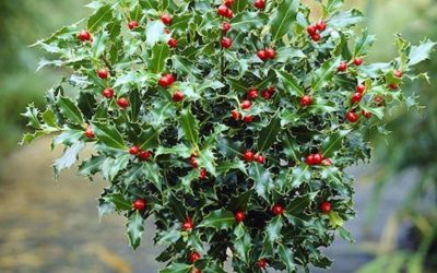 When is the Best Time to Transplant a Holly Tree?