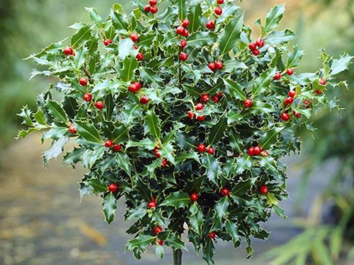 When is the Best Time to Transplant a Holly Tree?
