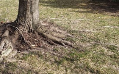 Is it OK to Cut Tree Roots That Are Above Ground?