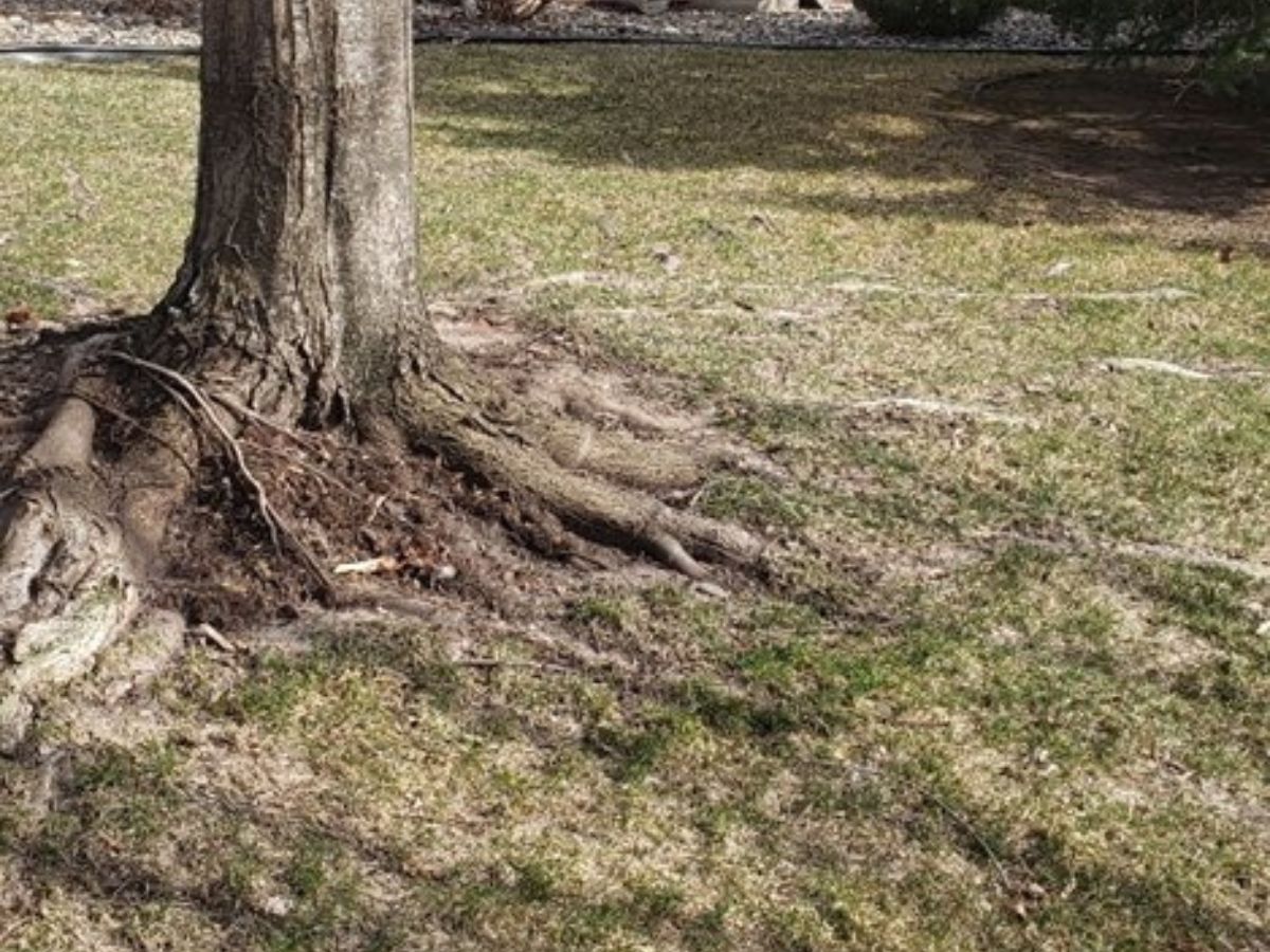 Is it OK to Cut Tree Roots That Are Above Ground?