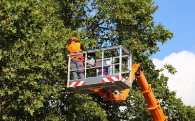 How to Start a Tree Trimming Business