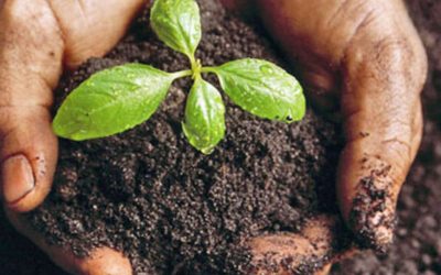 What Is Soil Fertility and Why Is It Important?