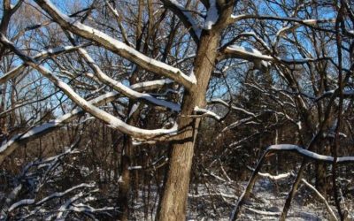 Why Trees Don’t Freeze in Winter