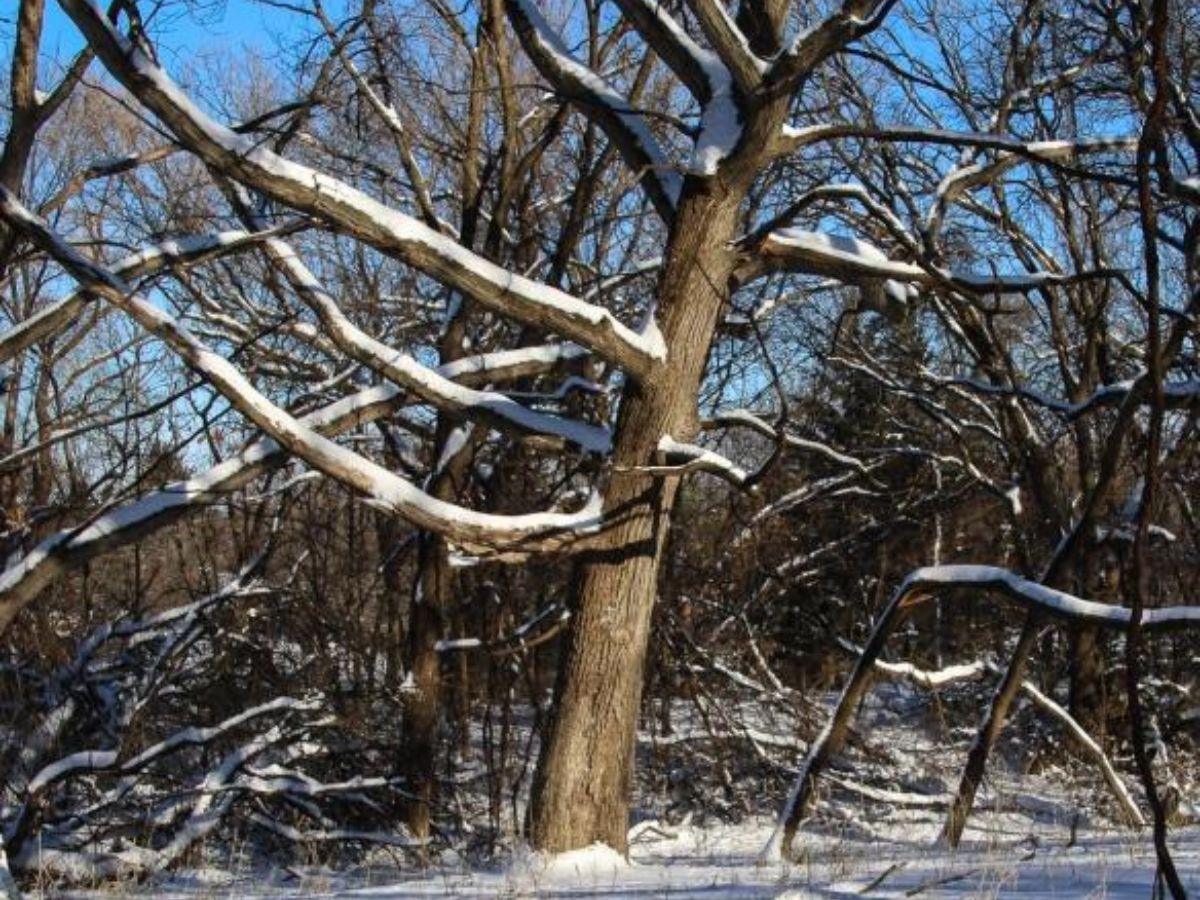 Why Trees Don't Freeze in Winter