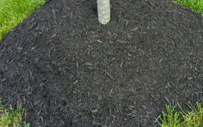 Over-Mulching Issues with Trees and Shrubs