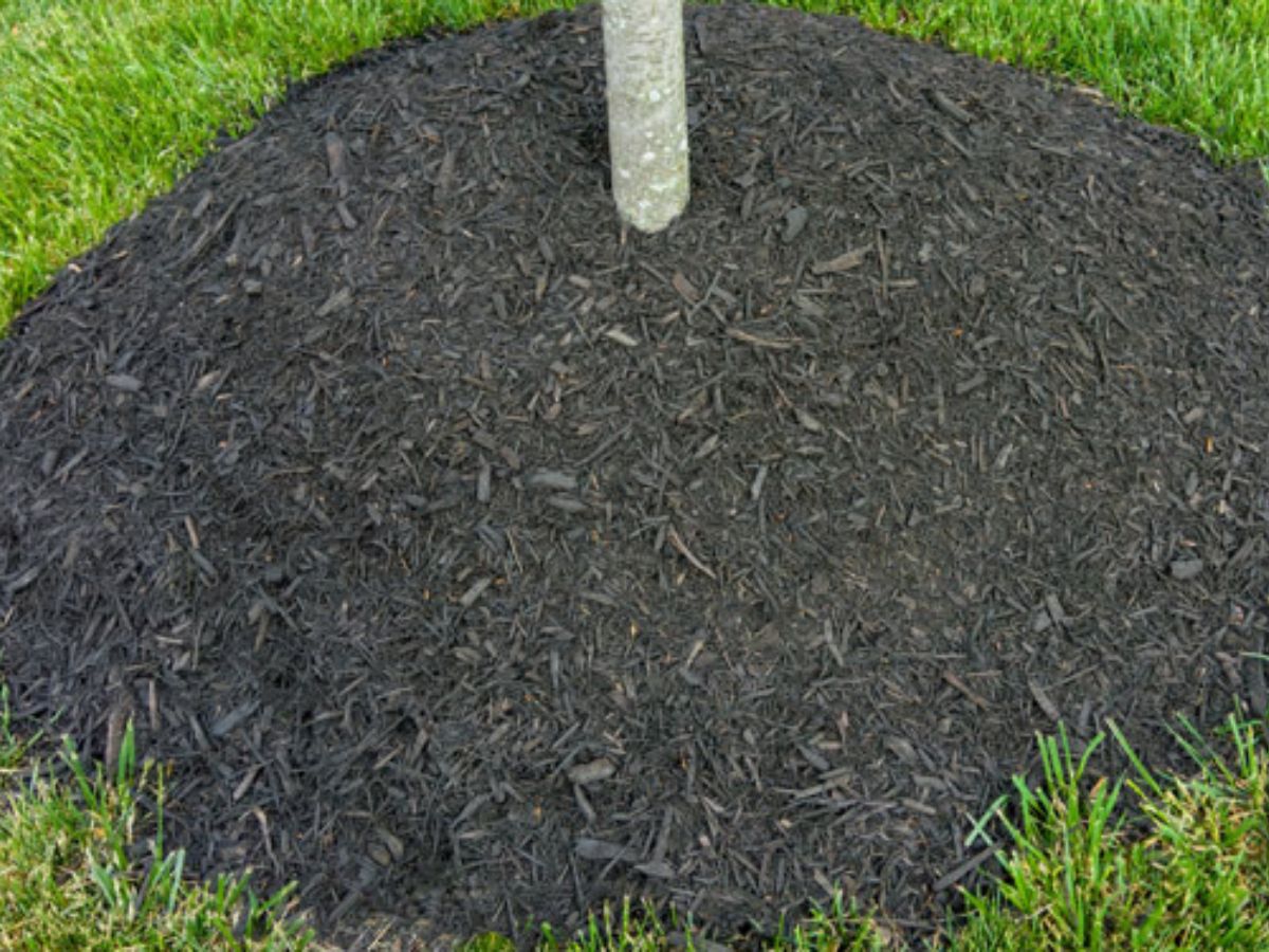 OverMulching Issues with Trees and Shrubs