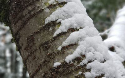 Why Don’t Trees Freeze & Burst In Winter?