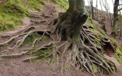 How to Manage Encroaching Tree Roots