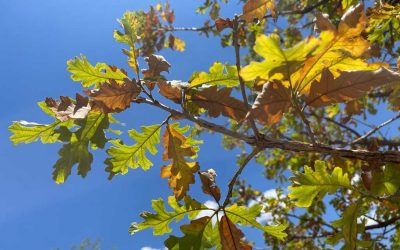 How To Help Your Trees Survive The Summer Heat