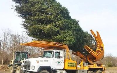 How to Transplant a Large Tree