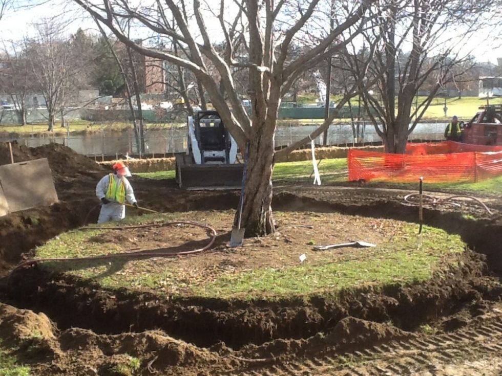 How to Transplant a Large Tree