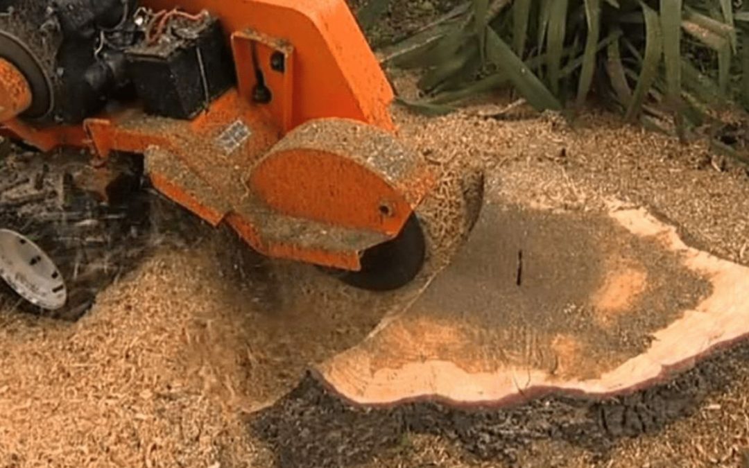What To Do With Saawdust From Stump Grinding?