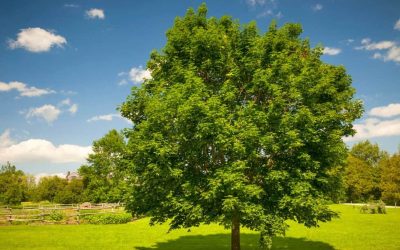 How To Transplant A maple tree