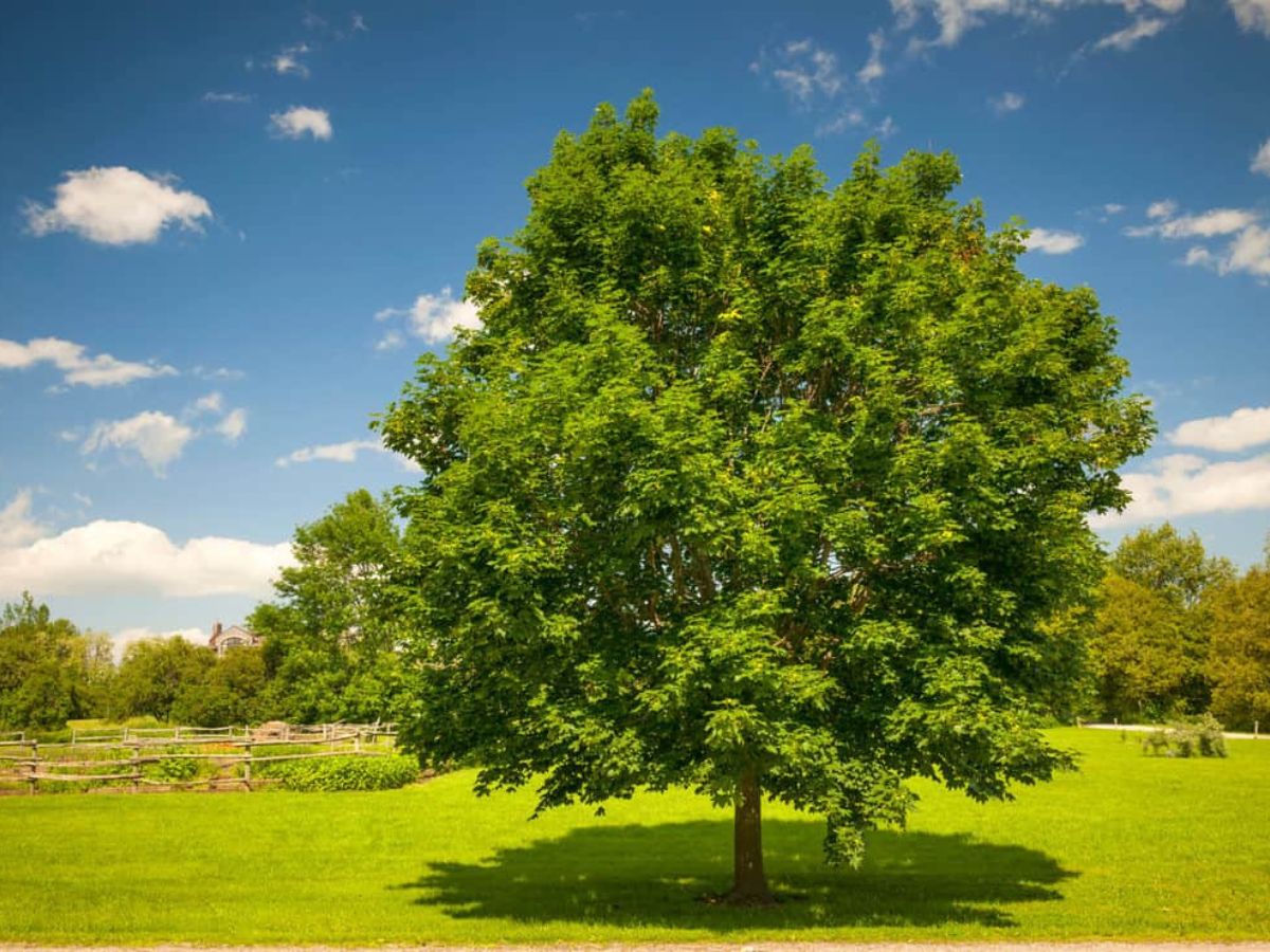 How To Transplant A maple tree Sunshine Coast Arborist Tree Service