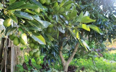 When to Start Pruning an Avocado Tree