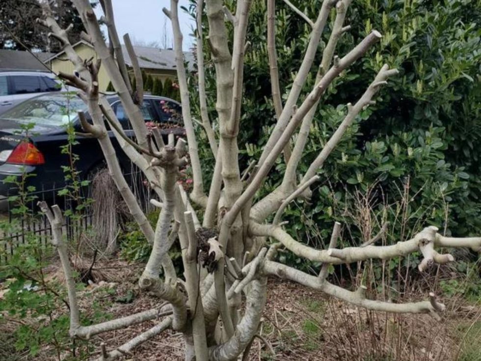 How and When to Prune Your Fig Tree