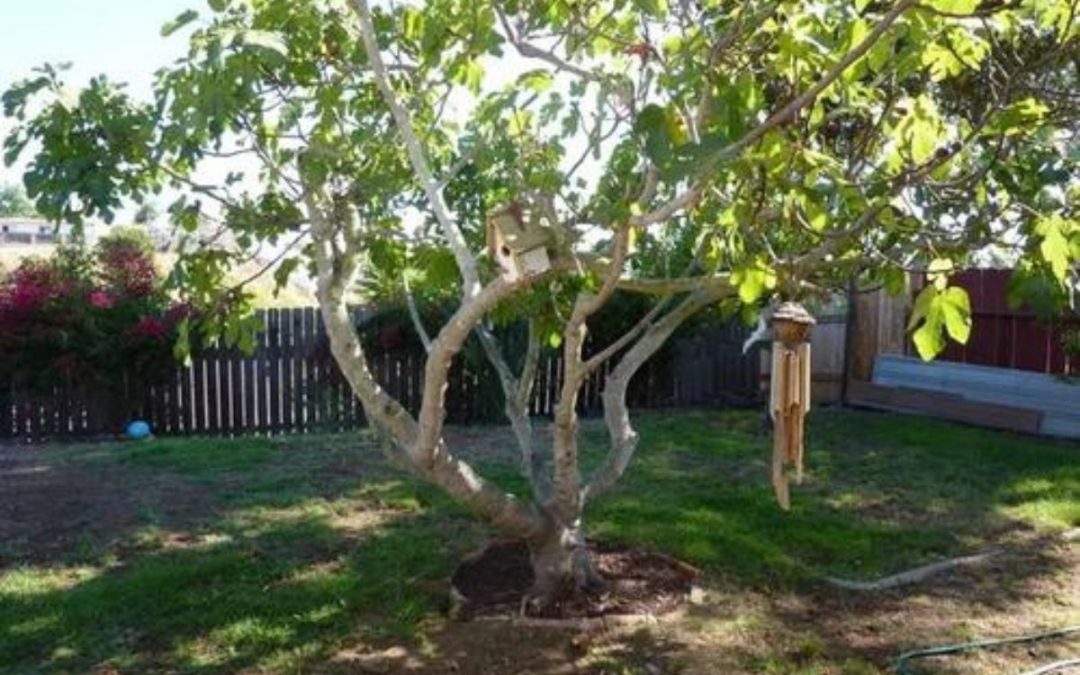 How and When to Prune Your Fig Tree