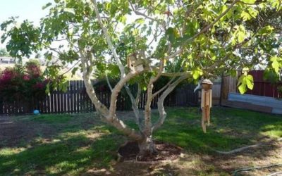 How and When to Prune Your Fig Tree