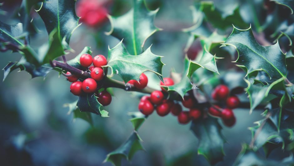 When is the Best Time to Transplant a Holly Tree?