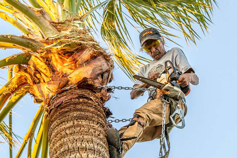 What is the proper way to trim a palm tree?
