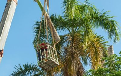 How To Care For A Date Palm Tree