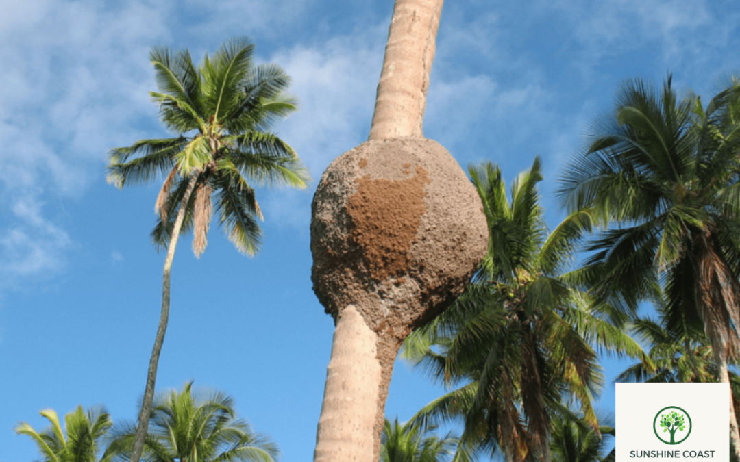 Do Palm Tree Stumps Attract Termites?