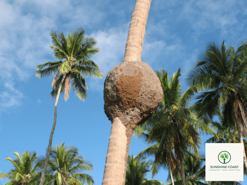 Do Palm Tree Stumps Attract Termites?
