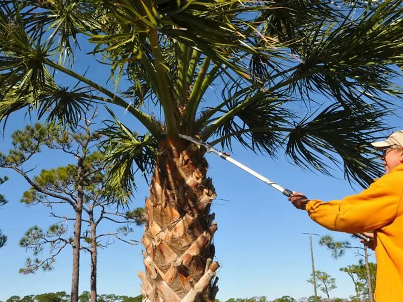 What is the best time to trim palm trees?