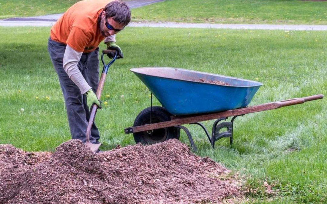 How to Repair Yard After Stump Grinding
