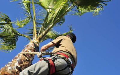 How Much Does it Cost to Trim a Palm Tree?