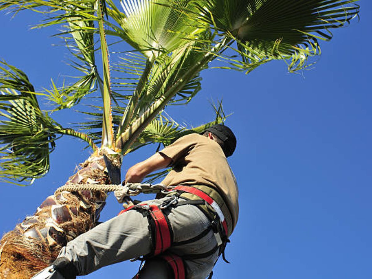 How Much Does It Cost To Trim A Palm Tree How Much Does It Cost To Trim A Palm Tree