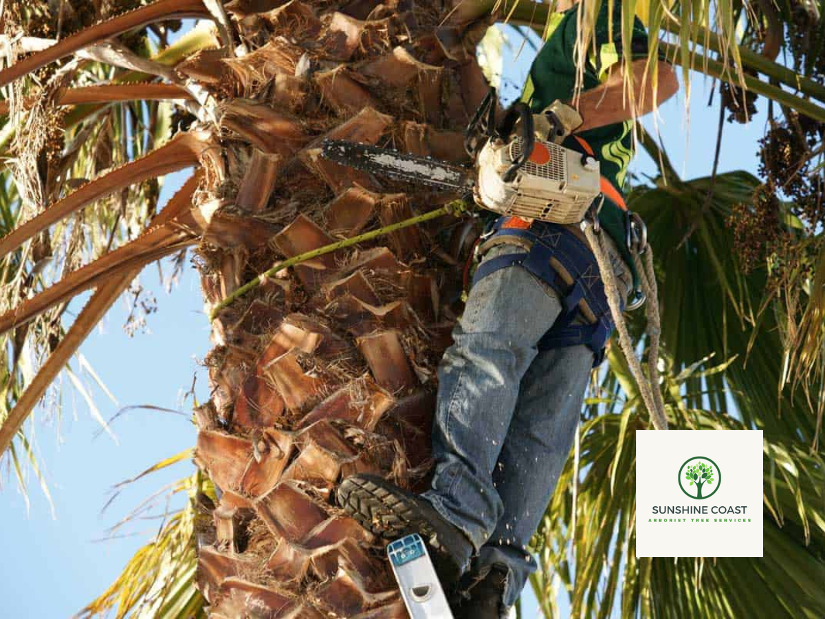 What Is The Best Tool To Cut Down A Palm Tree?